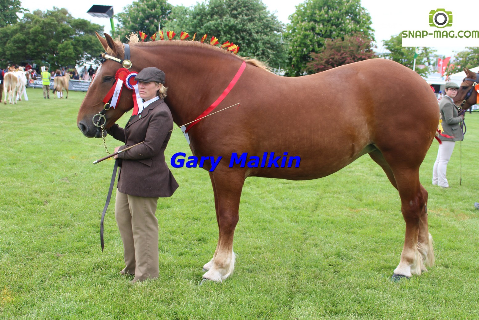 Suffolk Show Heavy Horses 2019